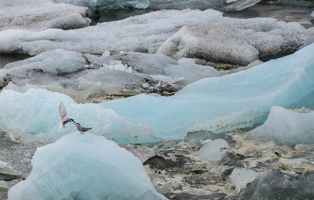 Leven in het gletsjermeer van Jökulsárlón