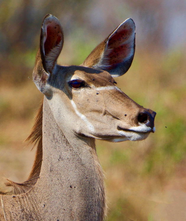 Kijk een Kudu eens wat dieper in de ogen 