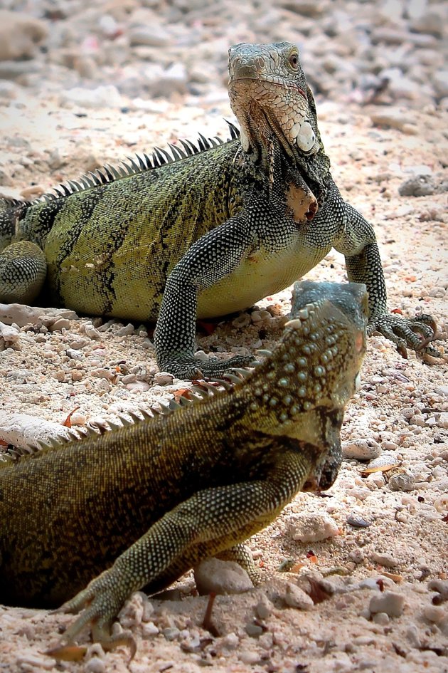 Leguanen Spotten op Curaçao
