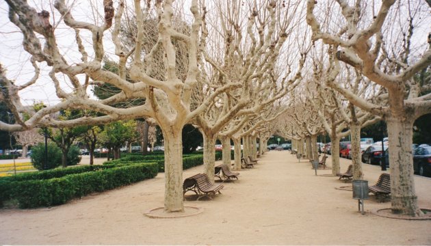 Bomen in Barcelona