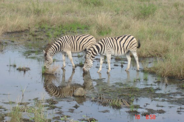 2 dorstige zebra's in Hluhuwe