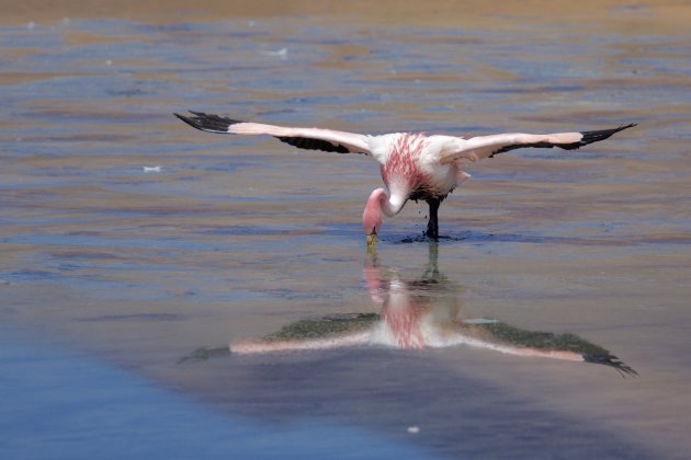 ijdel flamingo