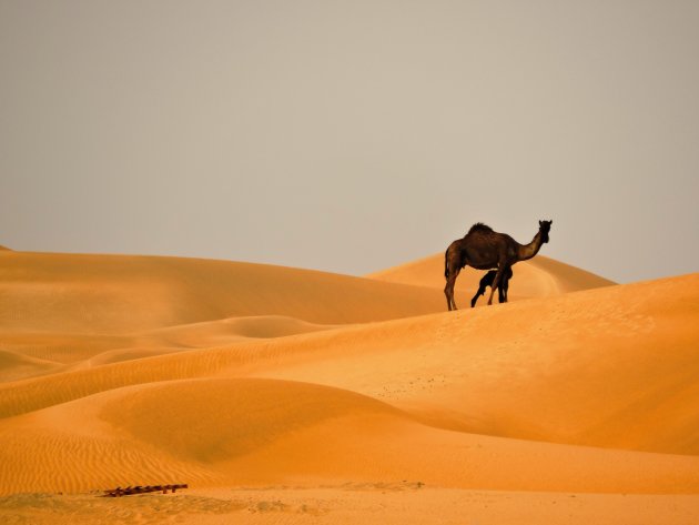 In de woestijn in Abu Dhabi
