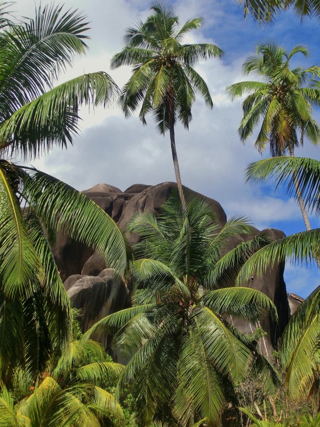 Graniet en palmen