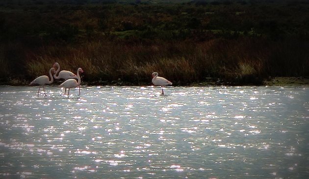 Flamingo's in de Algarve