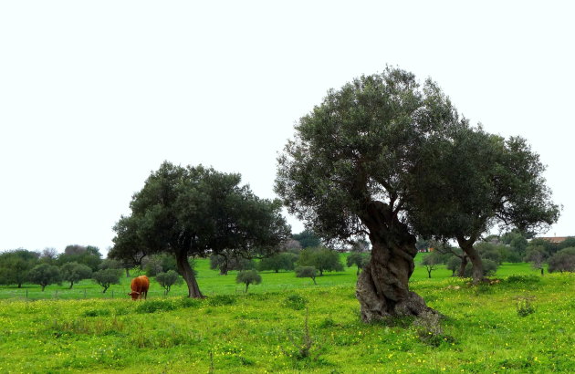 Knoestige olijfbomen
