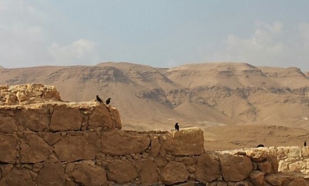 De vogels genieten ook van het uitzicht vanaf Massada.