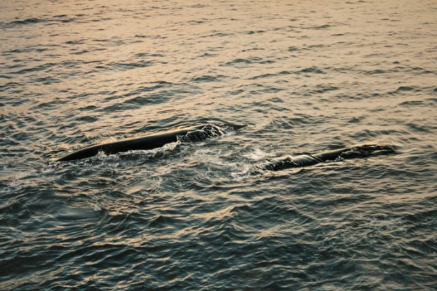 Southern Right Whale met kalf