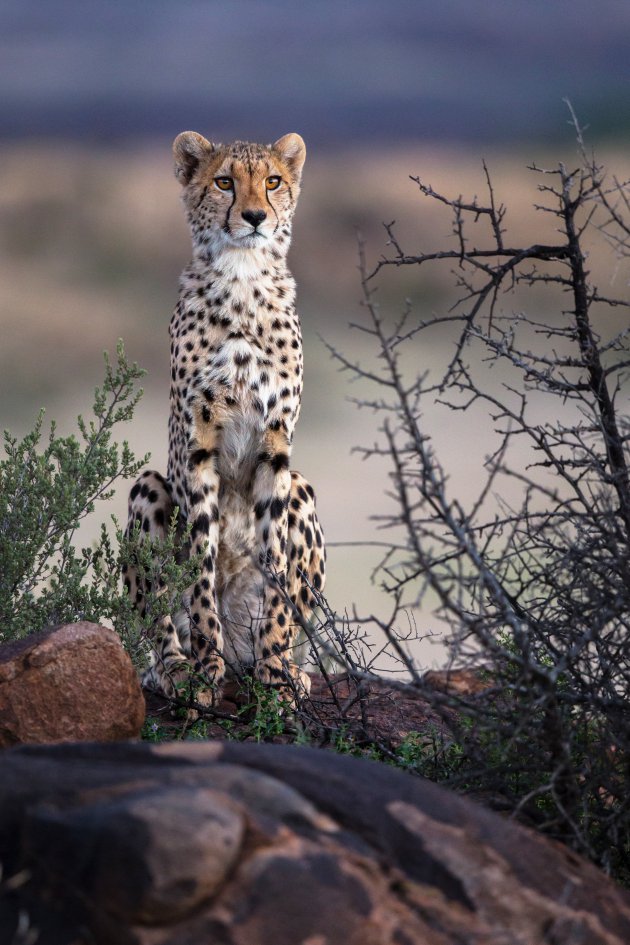laatste licht - cheetah