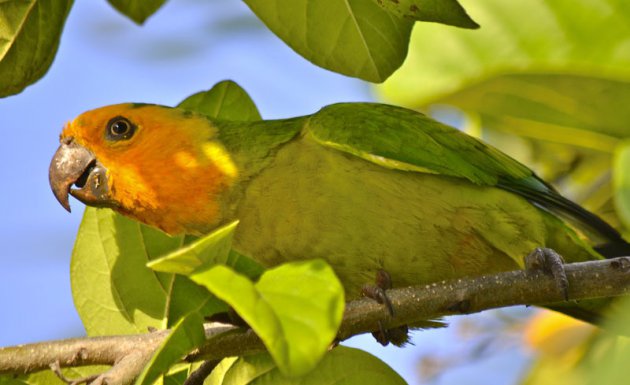 De geelvleugelamazone papegaai
