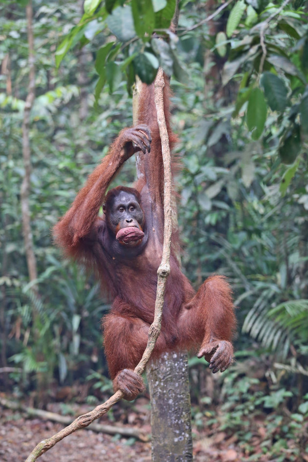 Orang-oetan in Borneo