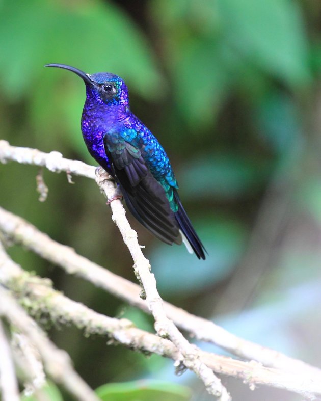 Het vogelrijk Costa Rica 4