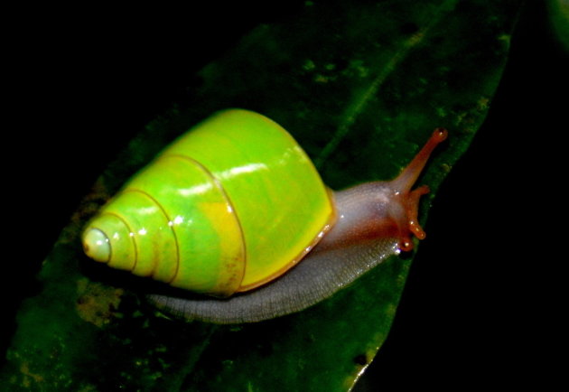 Beddomea albizonatus, de groene slak van Sri Lanka