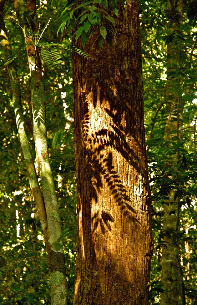 schaduwen in een zonovergoten regenwoud