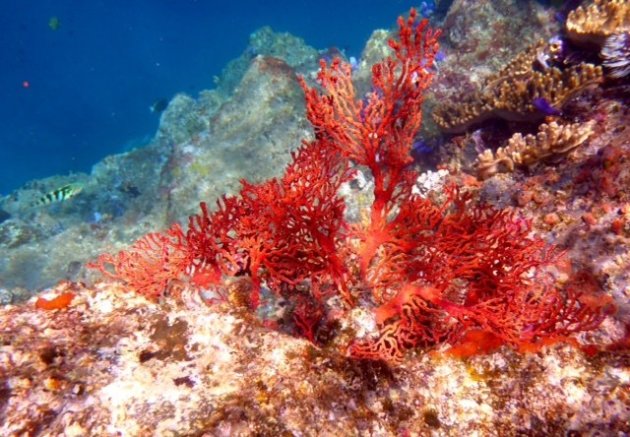 prachtig koraal bij de Banda eilanden