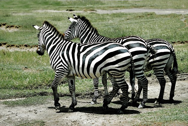 fraaie zebra's