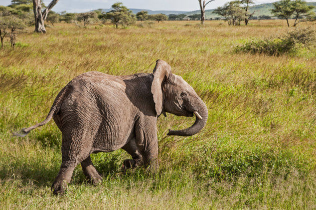 olifantje in een groene Serengeti