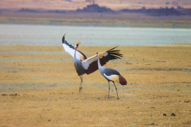 African Crowned Crane bird dancing @ Ngorongoro Crater