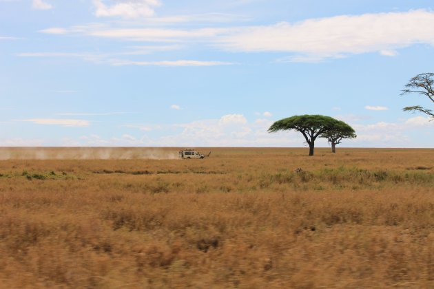 Safari @ Serengeti NP, Tanzania