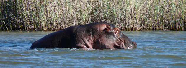 Nijlpaard in actie