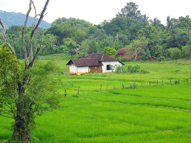 Huisje in rijstveld 