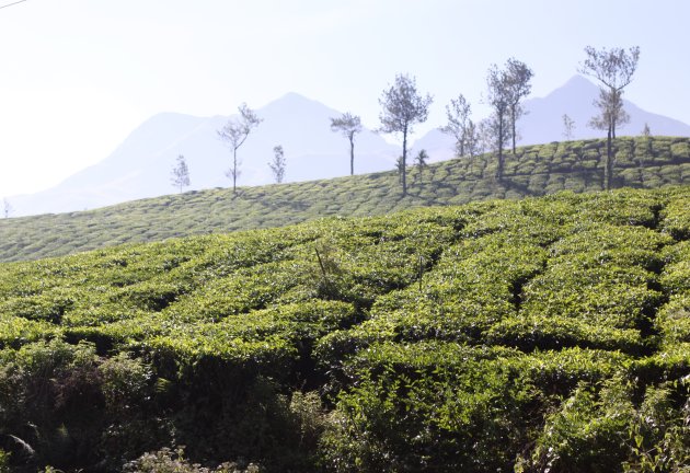 De schitterende theeplantages in het zuidwesten van India 