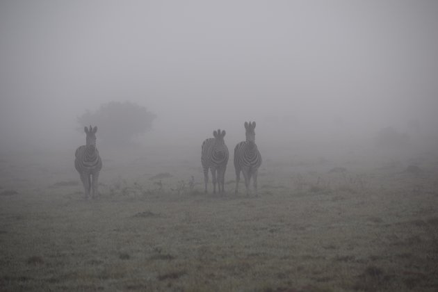 Zebra's in de mist