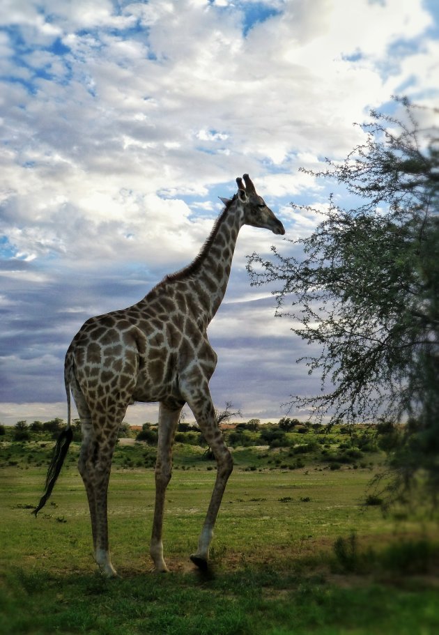 Giraf in ochtendlicht 