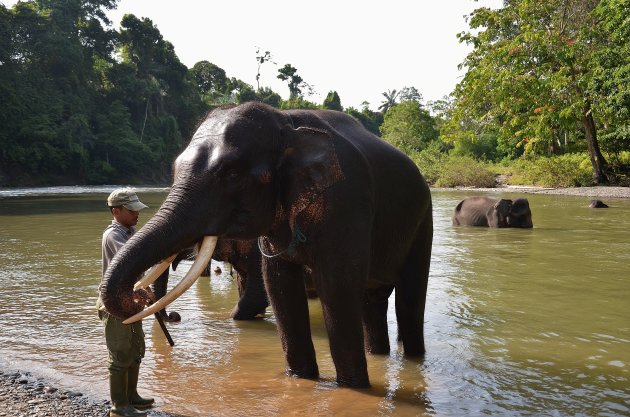 Wasbeurt voor de olifanten