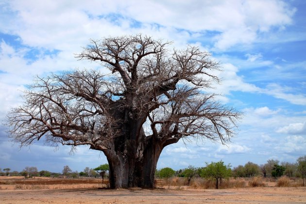 Baobab in Selous Game Reserve