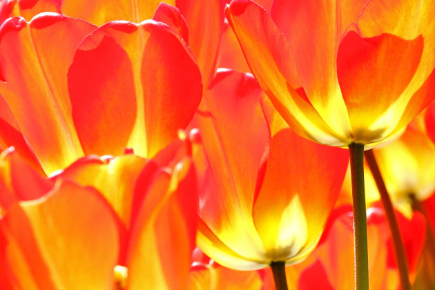 Tulpen in tegenlicht
