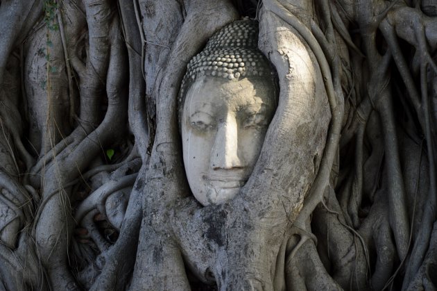 Wat Phra Mahathat: Boeddhahoofd in boomwortels