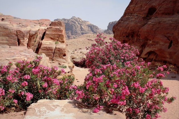 Bloemen in de Woestijn??