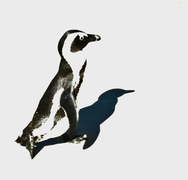 Wereld Pinguïndag