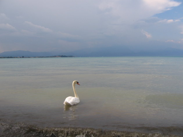 Zwaan in Lago di Garda, nabij Sirmione