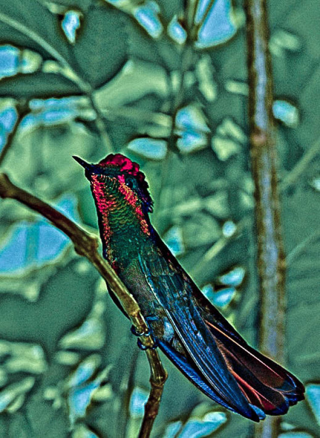 trouwe kolibri