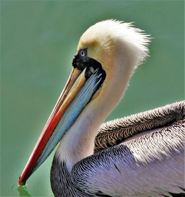 Kleurrijke pelikaan