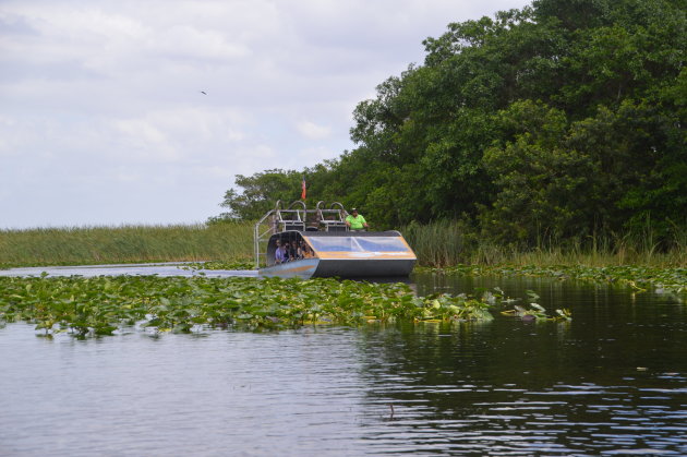 Alligators spotten in de Everglades National Park