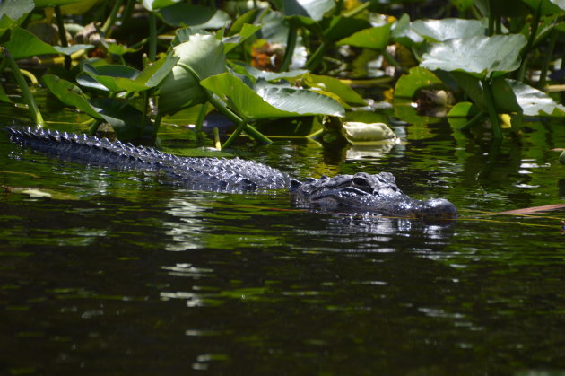 Alligator in de Everglades, Florida