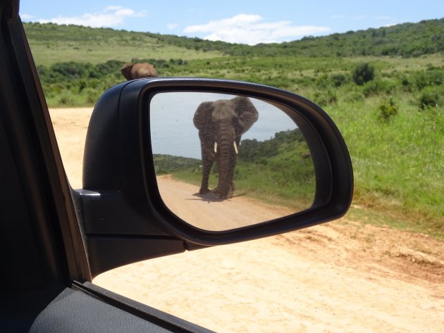 Letten op het 'verkeer' in Addo Elephant Park