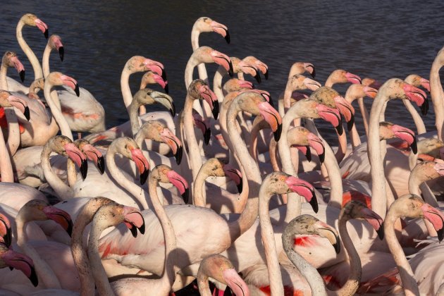 Heel veel flamingo's