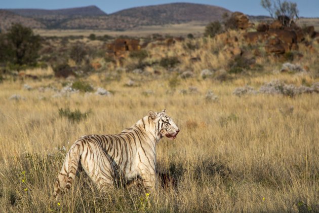 witte tijger - wat een gesleep