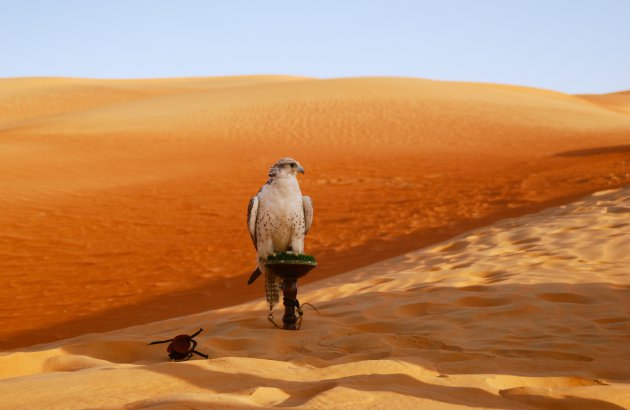 Valkerij in de woestijn van Abu Dhabi
