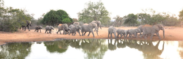 De Weg naar water, 70 olifanten.