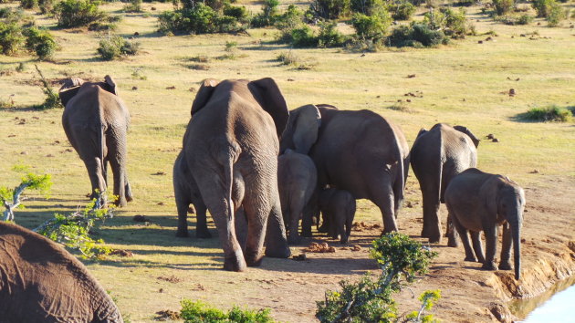 Nationaal park Addo Elephant