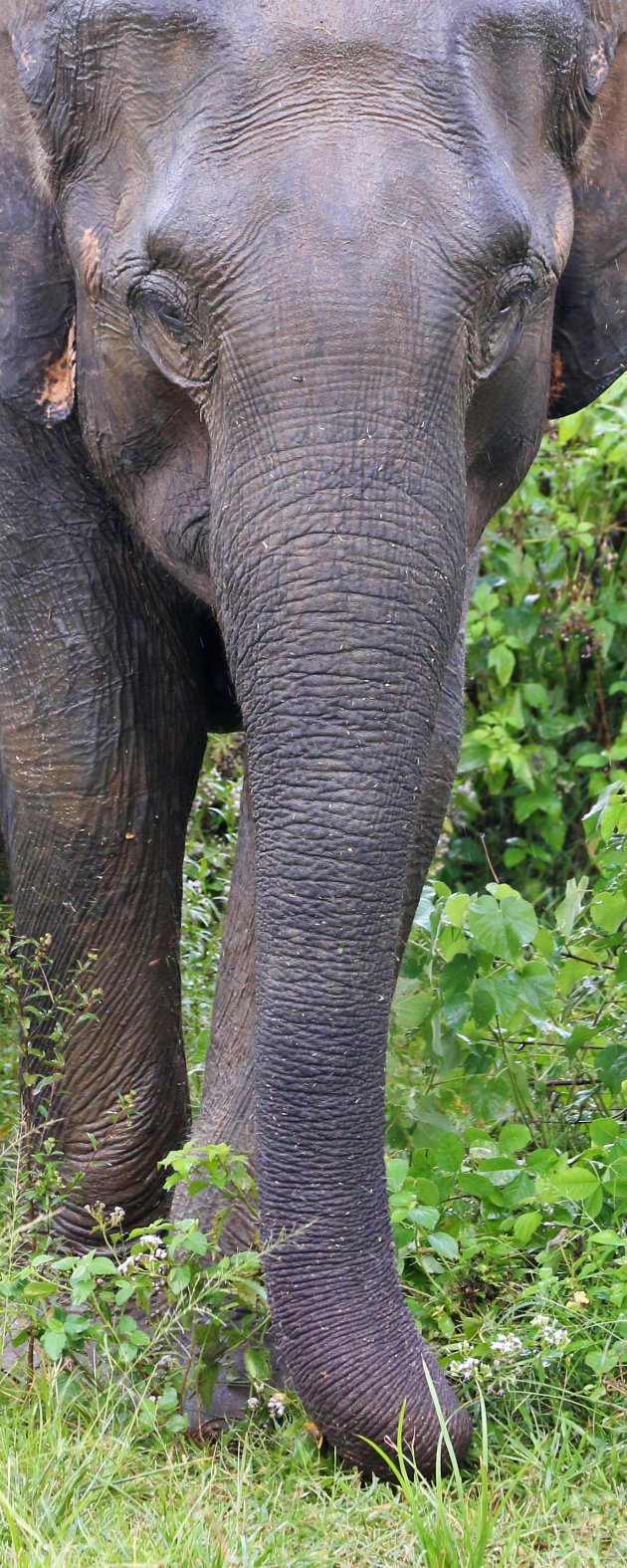 Sri Lankaanse olifant