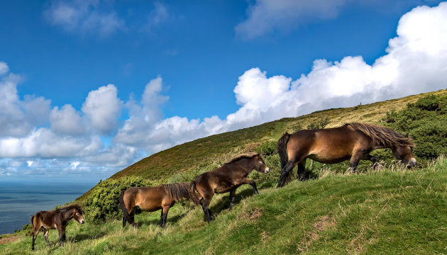 Exmoor en zijn pony's