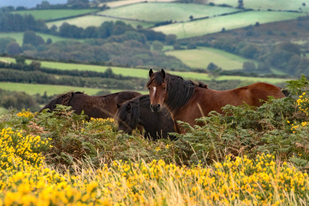 Dartmoor en zijn pony's