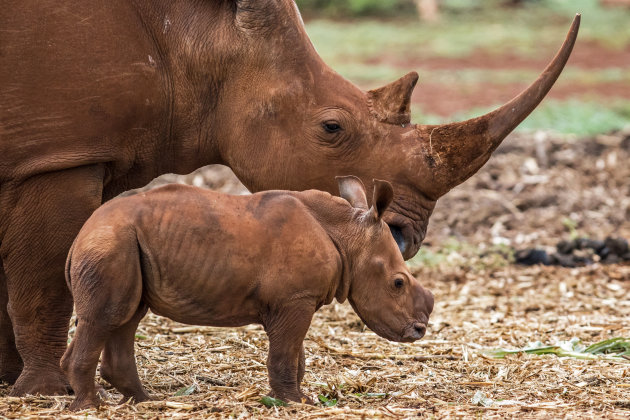 kleine baby rhino