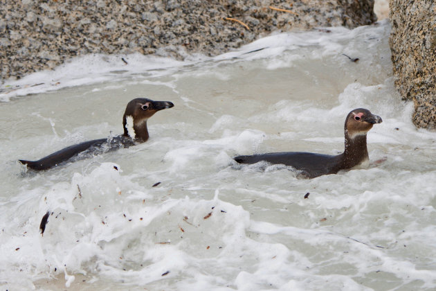 Zwemmende Pinguins